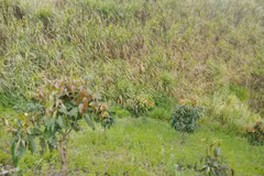 Nơi phát hiện thi thể nam sinh. (Nguồn: doisongphapluat.com) 