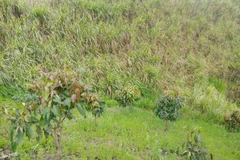 Nơi phát hiện thi thể nam sinh. (Nguồn: doisongphapluat.com) 