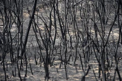 Ảnh minh họa. (Nguồn: AFP/TTXVN)