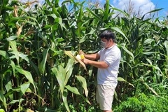 Vườn bắp sinh khối của anh Thái Hoàng Quốc Tuyển, ngụ thôn Xuân Tân, xã Xuân Sơn, huyện Châu Đức đã đến kỳ thu hoạch nhưng vẫn chưa được phía doanh nghiệp thu mua. (Ảnh: Hoàng Nhị/TTXVN)