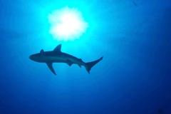 Ảnh minh họa. (Nguồn: AP) 