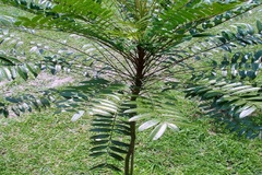 Cây bá bệnh mọc ở khắp nước ta nhưng phổ biến nhất ở miền Trung, Tây Nguyên, Tây Ninh… 