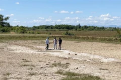 Thửa ruộng ở thôn Tường Vân, xã Triệu An, bị bỏ hoang do xâm nhập mặn vì nuôi tôm tự phát. (Ảnh: Thanh Thủy/TTXVN)