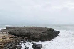 Bãi san hô cổ 18.000 năm tuổi. (Ảnh: Minh Hưng/TTXVN) 