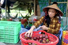 Số lượng măng cụt năm 2024 được thu mua không đủ cung ứng cho người bán. (Ảnh: Thu Hiền/TTXVN)