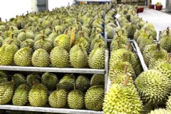 Thương mại, xuất khẩu và đầu tư là động lực tăng trưởng của Việt Nam