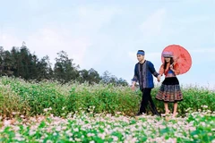 [Video] Lễ hội hoa tam giác mạch - sắc hồng trên cao nguyên đá