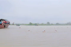 Hội bơi vượt sông Bạch Đằng trên sông Cầm (thị xã Đông Triều, Quảng Ninh) diễn ra trong bối cảnh trời mưa khá to, nước đục và chảy xiết. (Ảnh: TTXVN phát)