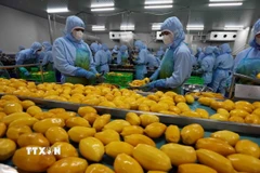 Chế biến xoài xuất khẩu. (Ảnh: TTXVN)
