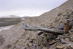 Hình ảnh được công bố ngày 6/12/2022 cho thấy một thân cây thông rụng lá 2 triệu năm tuổi mắc kẹt trong lớp băng vĩnh cửu của trầm tích ven biển ở phía Bắc đảo Greenland, Đan Mạch. (Ảnh: AFP/TTXVN)