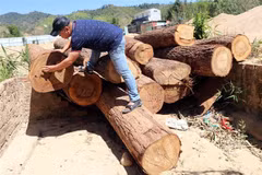Hơn chục lóng gỗ lậu mới khai thác, tập kết tại mỏ khai thác cát, sỏi 87 thuộc xã Đăk Pxi, huyện Đăk Hà. (Ảnh: Cao Nguyên/TTXVN) 