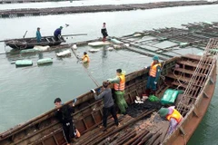 Các lực lượng chức năng của thị xã Quảng Yên tháo dỡ lồng bè cùng ngư dân. (Ảnh: Thanh Vân/TTXVN)