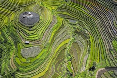 Về Hòa Bình ngắm lúa chín trên những thửa ruộng bậc thang Miền Đồi