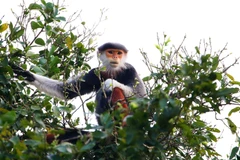 Ngắm Voọc chà vá chân nâu - 'nữ hoàng' của các loài linh trưởng