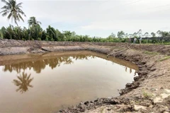 Nhiều nhà vườn ở Chợ Lách, Bến Tre đào ao trữ nước ngọt để có thể sử dụng lâu dài. (Ảnh: Trần Thị Thu Hiền/TTXVN) 