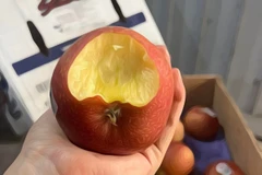 Một phần đáng kể hàm lượng vitamin C của táo được tìm thấy ngay bên dưới vỏ. (Nguồn: Vietnam+)