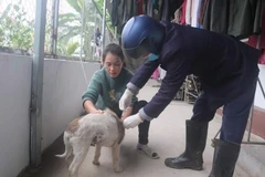 Cơ quan chuyên môn huyện Đầm Hà tiêm vaccine phòng dại cho chó mèo. (Ảnh: TTXVN phát)