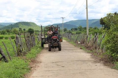 Đường dẫn đến khu sản xuất của xã Ayun được bêtông hóa, thuận tiện trong vận chuyển nông sản của người dân. (Ảnh: Hồng Điệp/TTXVN) 