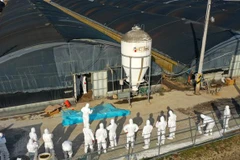 Nhân viên kiểm dịch tiến hành tiêu hủy gia cầm tại một ổ dịch ở trang trại thuộc Naju, tỉnh Nam Jeolla, Hàn Quốc ngày 8/12/2020. (Nguồn: Yonhap/TTXVN) 