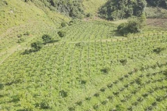 Vườn thanh long của Hợp tác xã nông nghiệp Quỳnh Thuận, huyện Thuận Châu, tỉnh Sơn La canh tác theo chuỗi liên kết. (Ảnh: TTXVN phát)