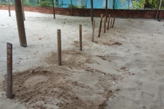 Tổ rùa trong hồ ấp trứng rùa tại Trạm Kiểm lâm Hòn Bảy Cạnh-Ban Quản lý Vườn Quốc gia Côn Đảo. (Ảnh: Huỳnh Sơn/TTXVN)