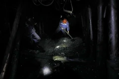 (Ảnh minh họa: Trần Việt/TTXVN)