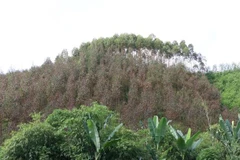 Rừng bạch đàn ở xóm Ba Quà, xã Văn Hán, huyện Đồng Hỷ bị khô lá trên điện rộng. (Ảnh: Hoàng Nguyên/TTXVN)