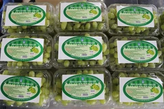 Sản phẩm nho xanh của Công ty trách nhiệm hữu hạn Sản xuất và Thương mại nông sản Thái Thuận-Ninh Thuận đã được xử lý sạch trên dây chuyền công nghệ hiện đại của dự án cấp Bộ Nông nghiệp và Phát triển Nông thôn. (Ảnh: Nguyễn Thành/TTXVN) 