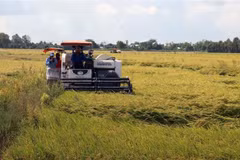 Nông dân xã Mỹ Hiệp Sơn, huyện Hòn Đất (Kiên Giang), thu hoạch lúa Hè Thu. (Ảnh: Lê Huy Hải/TTXVN) 