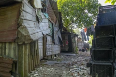 [Photo] Hà Nội: Người dân mưu sinh tại các khu đất bãi ven sông Hồng