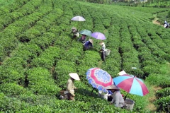 Thu hái chè tại vùng chè Sông Cầu, huyện Đồng Hỷ (Thái Nguyên). (Ảnh: Hoàng Nguyên/TTXVN) 