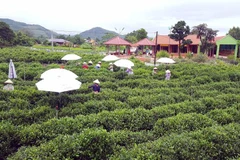 Vùng chè nguyên liệu đạt tiêu chuẩn VietGAP tại Tân Cương. (Ảnh: Trần Trang/TTXVN) 
