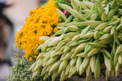 Những bông hoa trắng muốt được xếp thành bó lớn chờ khách hàng vào mua. (Ảnh: Minh Sơn/Vietnam+) 