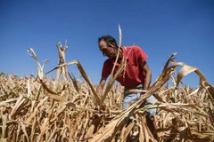 Theo các số liệu chính thức, tại Italy chỉ có 28% người từ 25-34 tuổi có bằng đại học, so với tỷ lệ trung bình ở châu Âu là 41% và một số quốc gia châu Âu là trên 50%. (Ảnh: AFP/TTXVN)