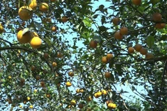 Vườn cam được trồng với quy chuẩn sản xuất sạch, an toàn theo tiêu chuẩn VietGap. (Ảnh: Việt Dũng/TTXVN)