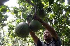 (Ảnh minh họa: Trần Việt/TTXVN) 