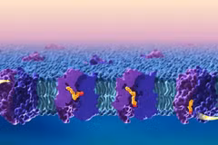 ​Quá trình vận chuyển lipid (chất béo) qua "hàng rào" máu não. (Nguồn: Neurosciencenews)