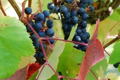 Ảnh minh họa. (Nguồn: sputniknews.lat) 