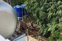 Cá thể khỉ quý hiếm được phát hiện trên nóc nhà người dân. (Nguồn: TTXVN phát) 