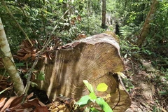 Những cây gỗ bị cưa hạ tại hiện trường. (Ảnh: Hoài Nam/TTXVN) 