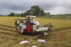 Thu hoạch lúa Hè Thu ở xã Hậu Mỹ Trinh, huyện Cái Bè, tỉnh Tiền Giang. (Ảnh: Minh Trí/TTXVN) 