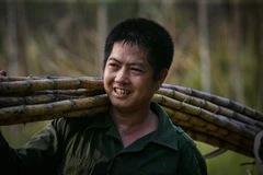 [Photo] Người nông dân miệt mài trong mùa thu hoạch mía ở Tân Lạc