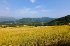 [Photo] Mùa vàng Bình Liêu thu hút du khách dịp cuối tuần