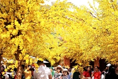 Mai vàng rực rỡ tạo nên một không gian văn hóa mang đậm bản sắc vùng đất phương Nam đón Tết. (Ảnh: Hồng Đạt/TTXVN)