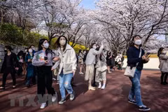Ngắm hoa anh đào nở rộ tại Seoul, Hàn Quốc. (Ảnh: AFP/TTXVN)