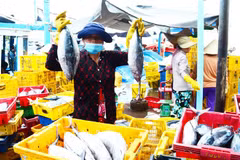 Ngư dân phường Đông Hải, thành phố Phan Rang-Tháp Chàm (Ninh Thuận) trúng mùa cá ngừ. (Ảnh: Công Thử/TTXVN)