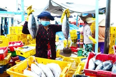 Ngư dân phường Đông Hải, thành phố Phan Rang-Tháp Chàm (Ninh Thuận) trúng mùa cá ngừ. (Ảnh: Công Thử/TTXVN)