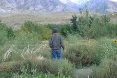 Ông Negi đã tự mình biến vùng đất cằn cỗi ở sa mạc lạnh giá Himachal Pradesh thành một ốc đảo xanh. (Nguồn: YouTube) 