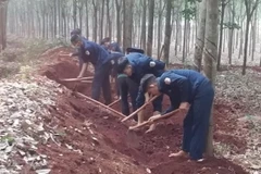 Các chiến sỹ Đội K72 đang đào tìm và cất bốc các phần mộ liệt sỹ tại khu vực Nông trường 1 - Công ty cao su Lộc Ninh, thuộc địa bàn ấp Măng Cải, xã Lộc Thiện, huyện Lộc Ninh, tỉnh Bình Phước. (Nguồn: TTXVN phát) 
