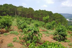 Cây càphê trồng trên diện tích lấn chiếm đất rừng tại xã Phúc Thọ (Lâm Hà, Lâm Đồng). (Ảnh: Đặng Tuấn/TTXVN) 